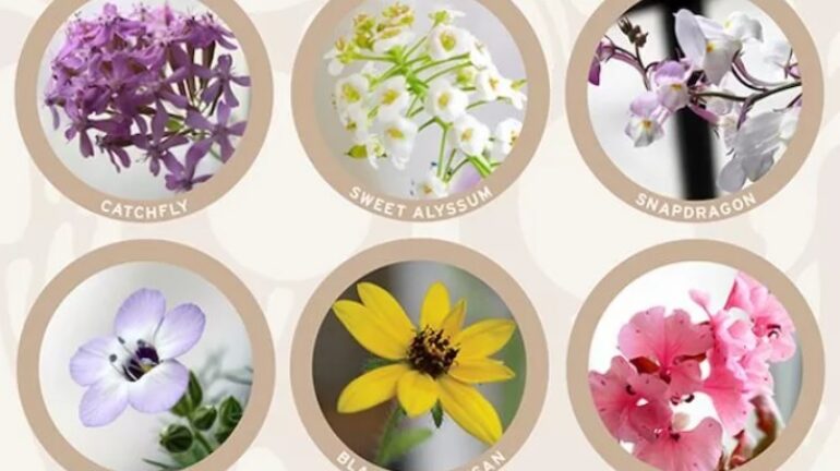 Applications of Seed Paper